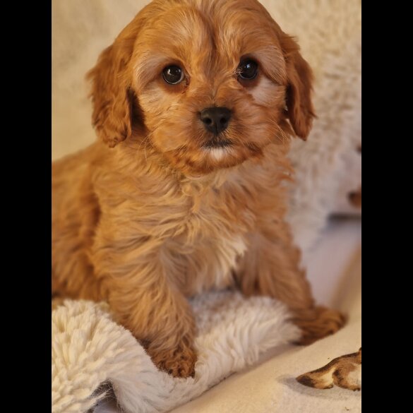 Cavapoo