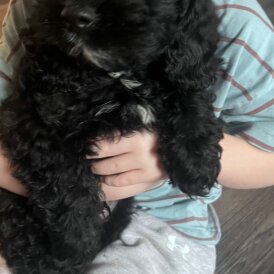 Cavapoo