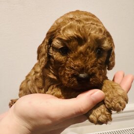 Cavapoo