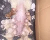 Cavapoo