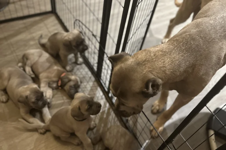 Cane Corso