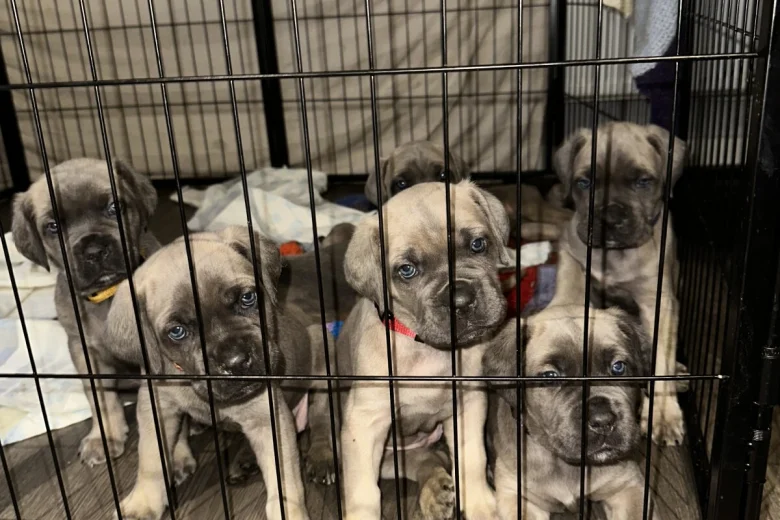 Cane Corso