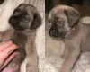 Cane Corso