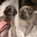 Cane Corso