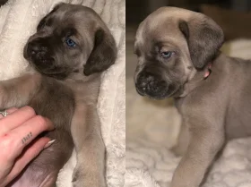 Cane Corso
