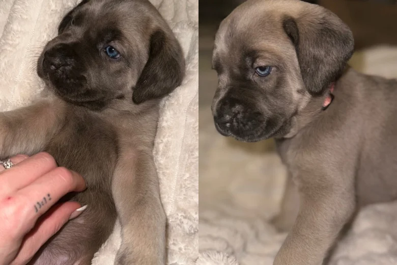 Cane Corso