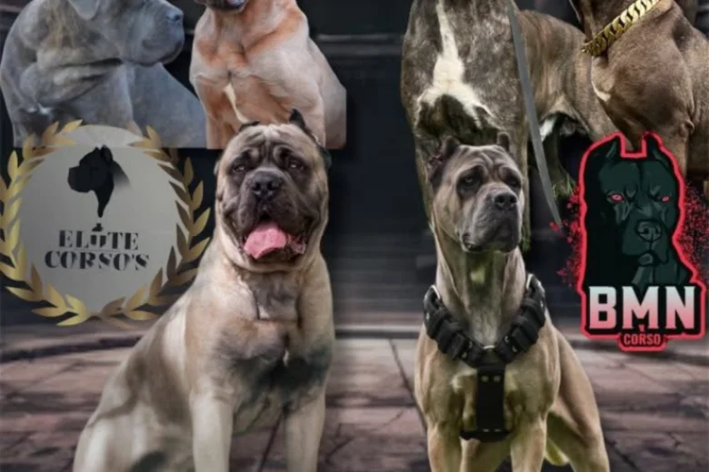 Cane Corso