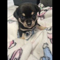 Chihuahua