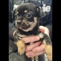 Chihuahua
