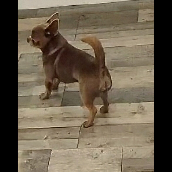 Chihuahua