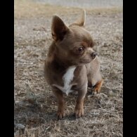 Chihuahua