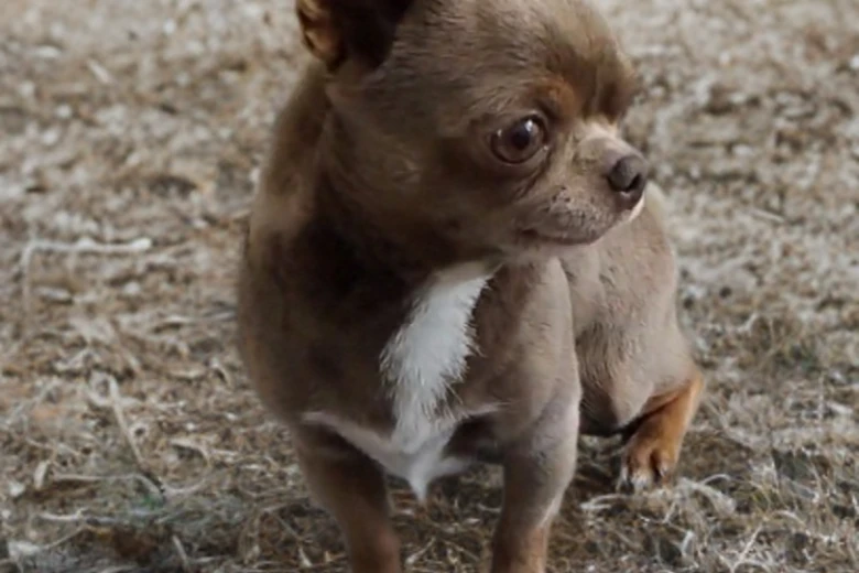 Chihuahua