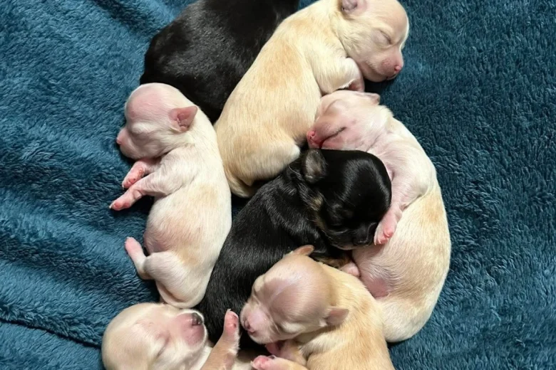 Chihuahua