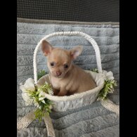 Chihuahua