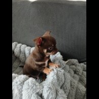 Chihuahua