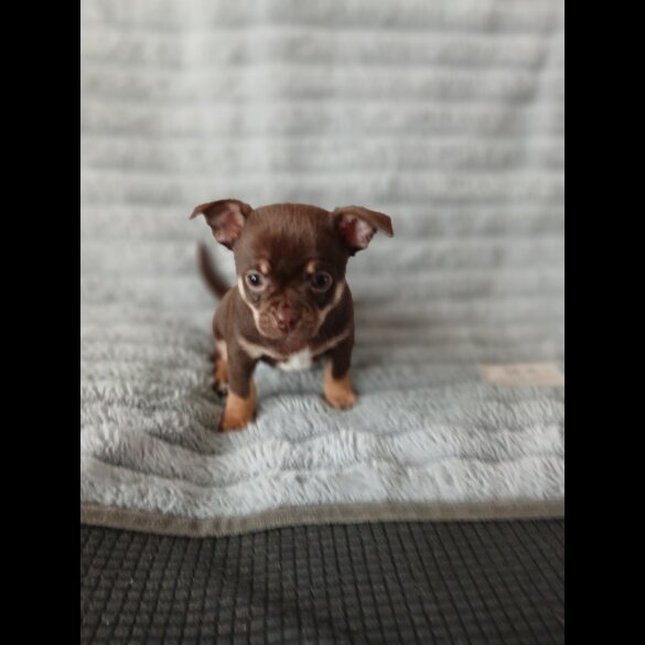 Chihuahua