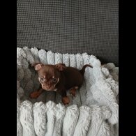 Chihuahua