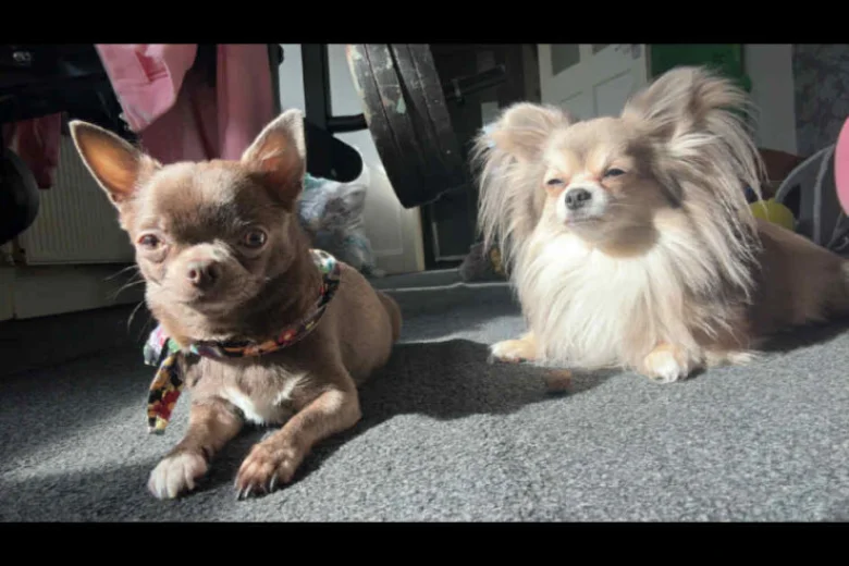 Chihuahua