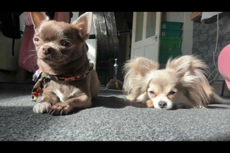 Chihuahua