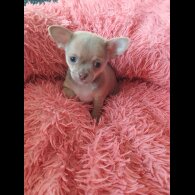 Chihuahua