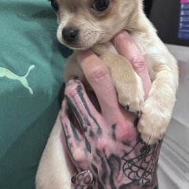 Chihuahua