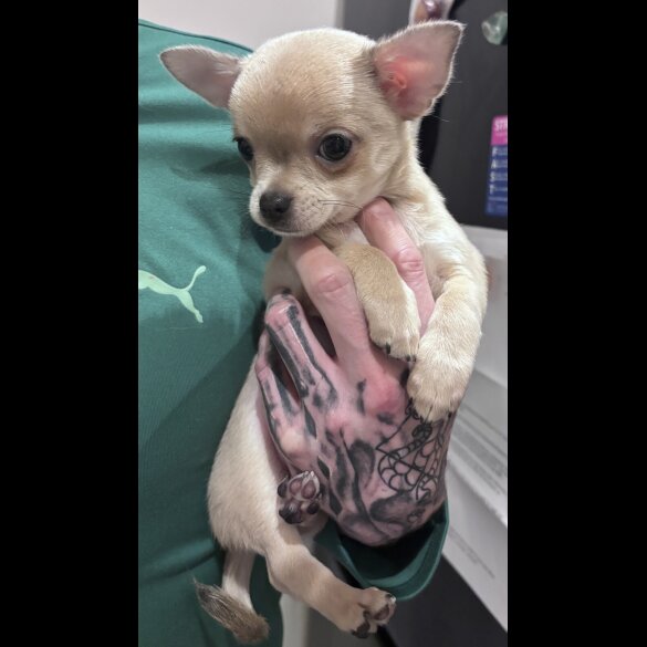 Chihuahua