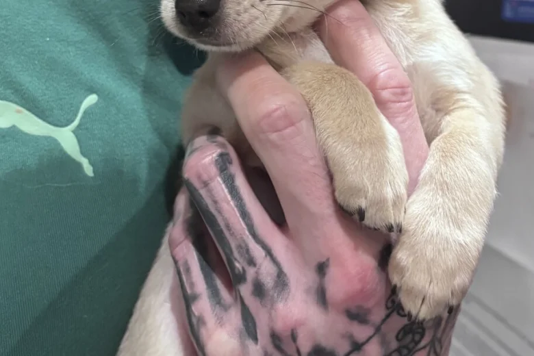 Chihuahua
