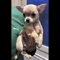 Chihuahua