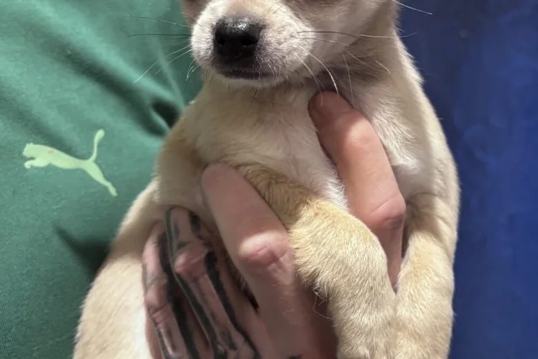 Chihuahua