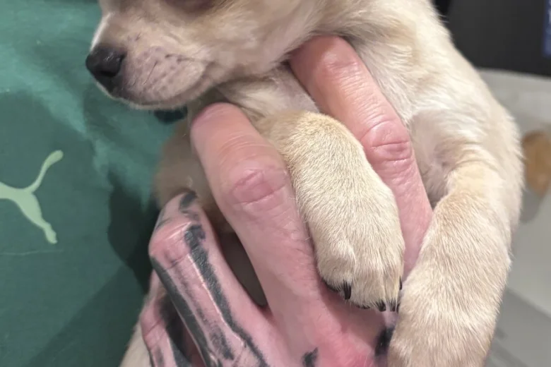 Chihuahua