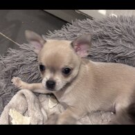 Chihuahua