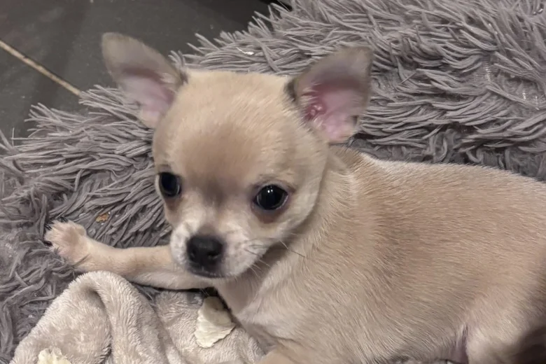Chihuahua