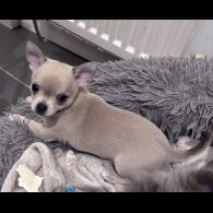 Chihuahua