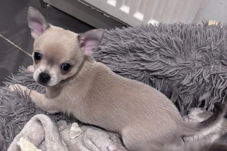Chihuahua