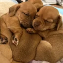 Chiweenie