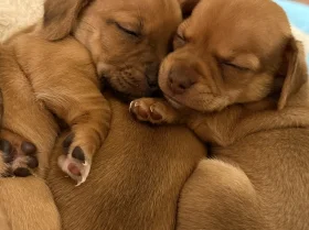 Chiweenie