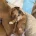 Chiweenie