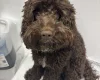 Cockapoo