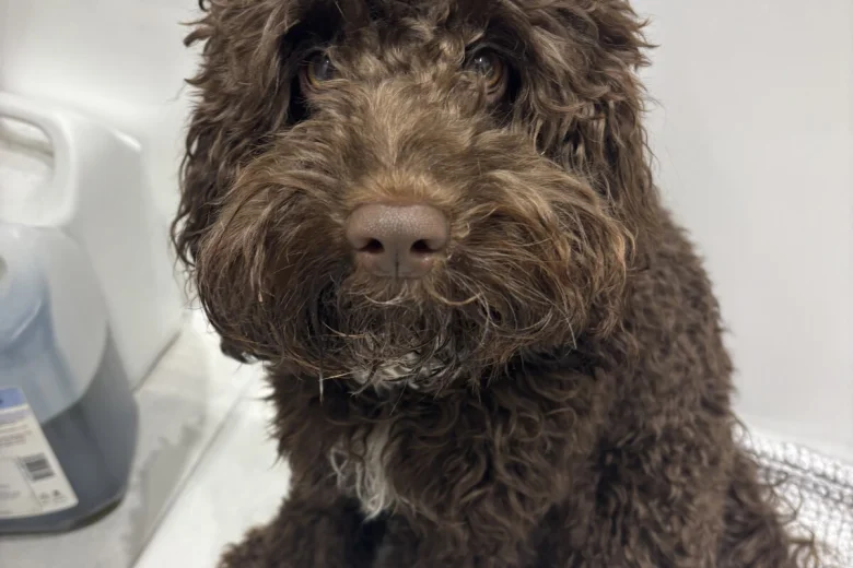 Cockapoo