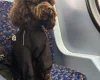 Cockapoo