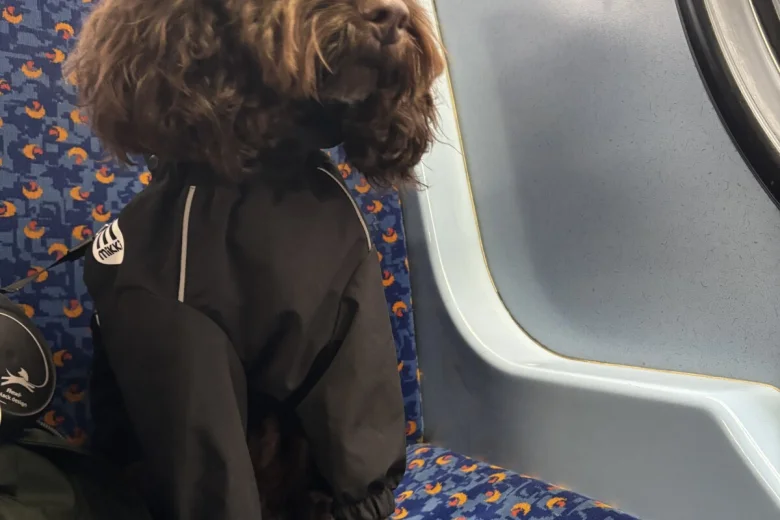 Cockapoo