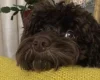Cockapoo