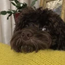 Cockapoo