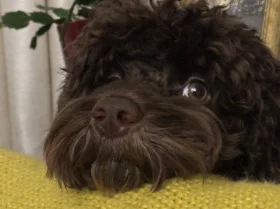 Cockapoo