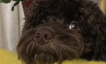Cockapoo