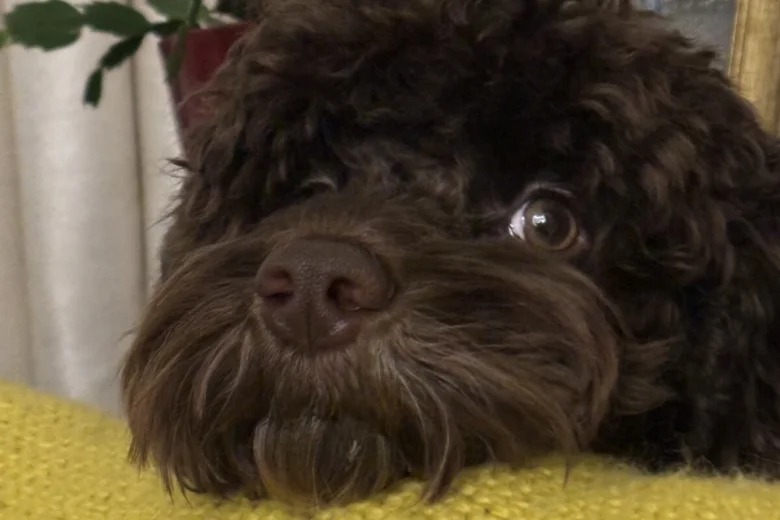 Cockapoo