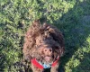 Cockapoo