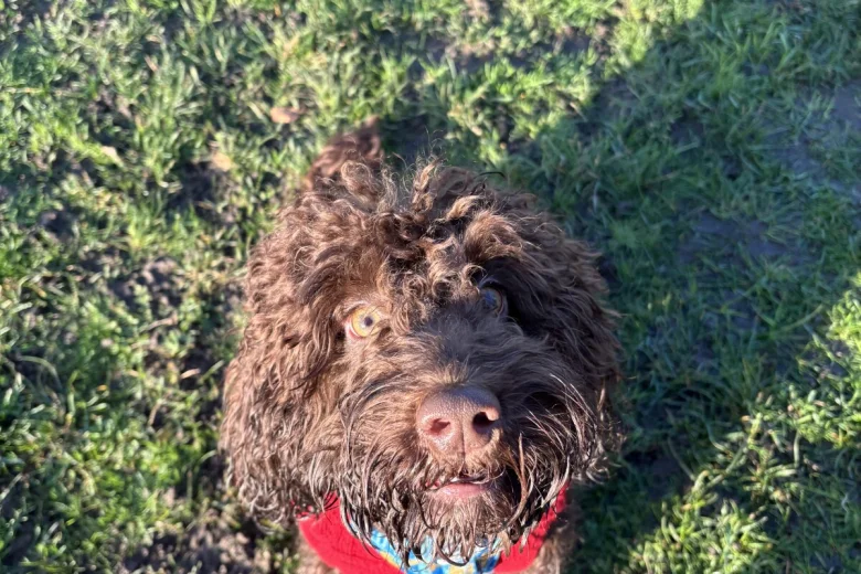 Cockapoo