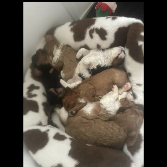 Cavalier King Charles Spaniel