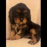 Cavalier King Charles Spaniel